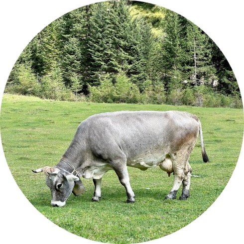 Cow eating grass